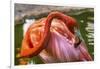 Colorful American Caribbean Flamingo, Florida.-William Perry-Framed Photographic Print