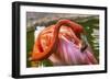 Colorful American Caribbean Flamingo, Florida.-William Perry-Framed Photographic Print