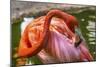 Colorful American Caribbean Flamingo, Florida.-William Perry-Mounted Photographic Print