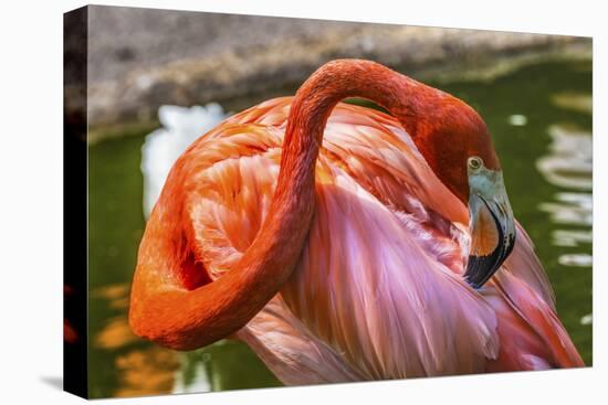 Colorful American Caribbean Flamingo, Florida.-William Perry-Stretched Canvas