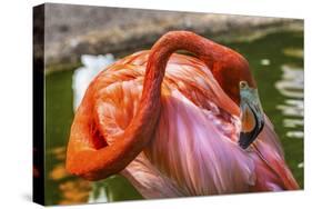 Colorful American Caribbean Flamingo, Florida.-William Perry-Stretched Canvas