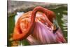 Colorful American Caribbean Flamingo, Florida.-William Perry-Stretched Canvas