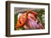 Colorful American Caribbean Flamingo, Florida.-William Perry-Framed Photographic Print