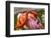 Colorful American Caribbean Flamingo, Florida.-William Perry-Framed Photographic Print