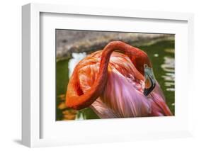 Colorful American Caribbean Flamingo, Florida.-William Perry-Framed Photographic Print