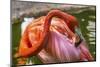 Colorful American Caribbean Flamingo, Florida.-William Perry-Mounted Photographic Print
