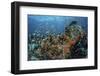 Colorful Anthias Swim Above Corals in Komodo National Park, Indonesia-Stocktrek Images-Framed Photographic Print