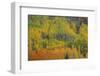 Colorful Aspen Forest-Bill Sherrell-Framed Photographic Print