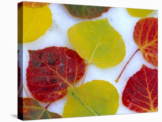 Colorful Aspen Leaves on Snow, Colorado, USA-Julie Eggers-Stretched Canvas