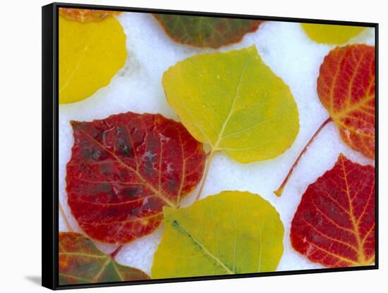 Colorful Aspen Leaves on Snow, Colorado, USA-Julie Eggers-Framed Stretched Canvas