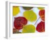 Colorful Aspen Leaves on Snow, Colorado, USA-Julie Eggers-Framed Premium Photographic Print