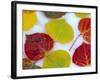 Colorful Aspen Leaves on Snow, Colorado, USA-Julie Eggers-Framed Photographic Print