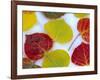 Colorful Aspen Leaves on Snow, Colorado, USA-Julie Eggers-Framed Photographic Print