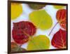 Colorful Aspen Leaves on Snow, Colorado, USA-Julie Eggers-Framed Photographic Print