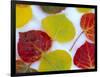 Colorful Aspen Leaves on Snow, Colorado, USA-Julie Eggers-Framed Photographic Print