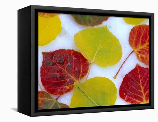 Colorful Aspen Leaves on Snow, Colorado, USA-Julie Eggers-Framed Stretched Canvas