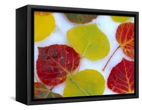 Colorful Aspen Leaves on Snow, Colorado, USA-Julie Eggers-Framed Stretched Canvas