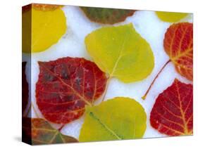 Colorful Aspen Leaves on Snow, Colorado, USA-Julie Eggers-Stretched Canvas