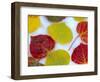 Colorful Aspen Leaves on Snow, Colorado, USA-Julie Eggers-Framed Photographic Print