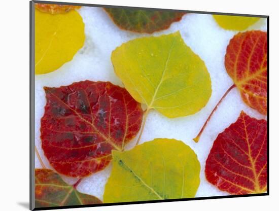 Colorful Aspen Leaves on Snow, Colorado, USA-Julie Eggers-Mounted Photographic Print