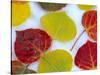 Colorful Aspen Leaves on Snow, Colorado, USA-Julie Eggers-Stretched Canvas