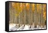 Colorful Aspen Trees in Snow at Kebler Pass Colorado-SNEHITDESIGN-Framed Stretched Canvas