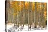 Colorful Aspen Trees in Snow at Kebler Pass Colorado-SNEHITDESIGN-Stretched Canvas
