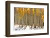 Colorful Aspen Trees in Snow at Kebler Pass Colorado-SNEHITDESIGN-Framed Photographic Print