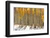 Colorful Aspen Trees in Snow at Kebler Pass Colorado-SNEHITDESIGN-Framed Photographic Print