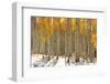 Colorful Aspen Trees in Snow at Kebler Pass Colorado-SNEHITDESIGN-Framed Photographic Print