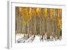 Colorful Aspen Trees in Snow at Kebler Pass Colorado-SNEHITDESIGN-Framed Photographic Print