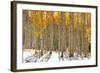 Colorful Aspen Trees in Snow at Kebler Pass Colorado-SNEHITDESIGN-Framed Photographic Print
