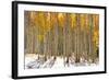 Colorful Aspen Trees in Snow at Kebler Pass Colorado-SNEHITDESIGN-Framed Photographic Print