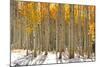 Colorful Aspen Trees in Snow at Kebler Pass Colorado-SNEHITDESIGN-Mounted Photographic Print