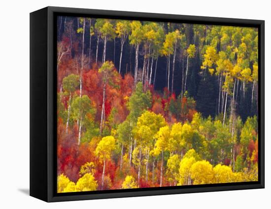 Colorful Aspens in Logan Canyon, Utah, USA-Julie Eggers-Framed Stretched Canvas