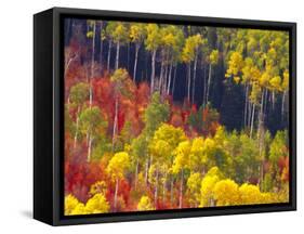 Colorful Aspens in Logan Canyon, Utah, USA-Julie Eggers-Framed Stretched Canvas