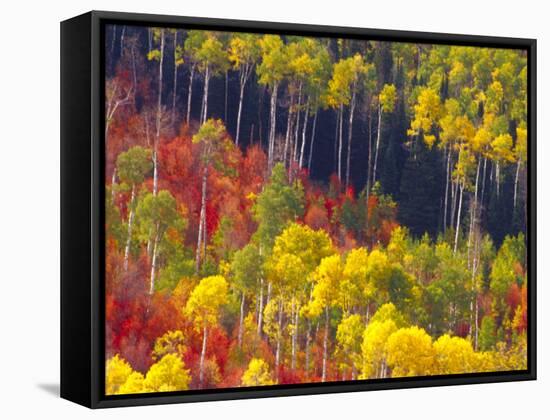 Colorful Aspens in Logan Canyon, Utah, USA-Julie Eggers-Framed Stretched Canvas