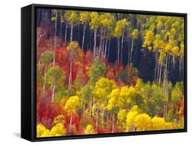 Colorful Aspens in Logan Canyon, Utah, USA-Julie Eggers-Framed Stretched Canvas