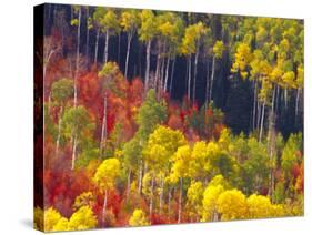 Colorful Aspens in Logan Canyon, Utah, USA-Julie Eggers-Stretched Canvas