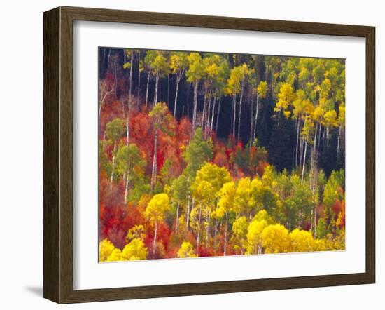 Colorful Aspens in Logan Canyon, Utah, USA-Julie Eggers-Framed Premium Photographic Print