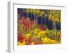 Colorful Aspens in Logan Canyon, Utah, USA-Julie Eggers-Framed Premium Photographic Print