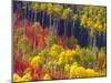 Colorful Aspens in Logan Canyon, Utah, USA-Julie Eggers-Mounted Premium Photographic Print