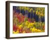 Colorful Aspens in Logan Canyon, Utah, USA-Julie Eggers-Framed Photographic Print