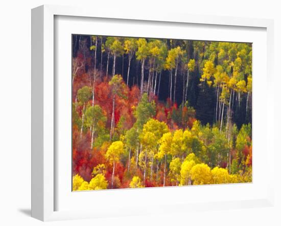 Colorful Aspens in Logan Canyon, Utah, USA-Julie Eggers-Framed Photographic Print