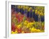 Colorful Aspens in Logan Canyon, Utah, USA-Julie Eggers-Framed Photographic Print