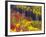 Colorful Aspens in Logan Canyon, Utah, USA-Julie Eggers-Framed Photographic Print