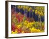 Colorful Aspens in Logan Canyon, Utah, USA-Julie Eggers-Framed Photographic Print