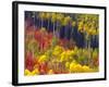 Colorful Aspens in Logan Canyon, Utah, USA-Julie Eggers-Framed Photographic Print