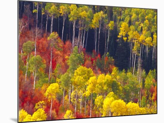 Colorful Aspens in Logan Canyon, Utah, USA-Julie Eggers-Mounted Photographic Print