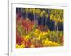 Colorful Aspens in Logan Canyon, Utah, USA-Julie Eggers-Framed Photographic Print